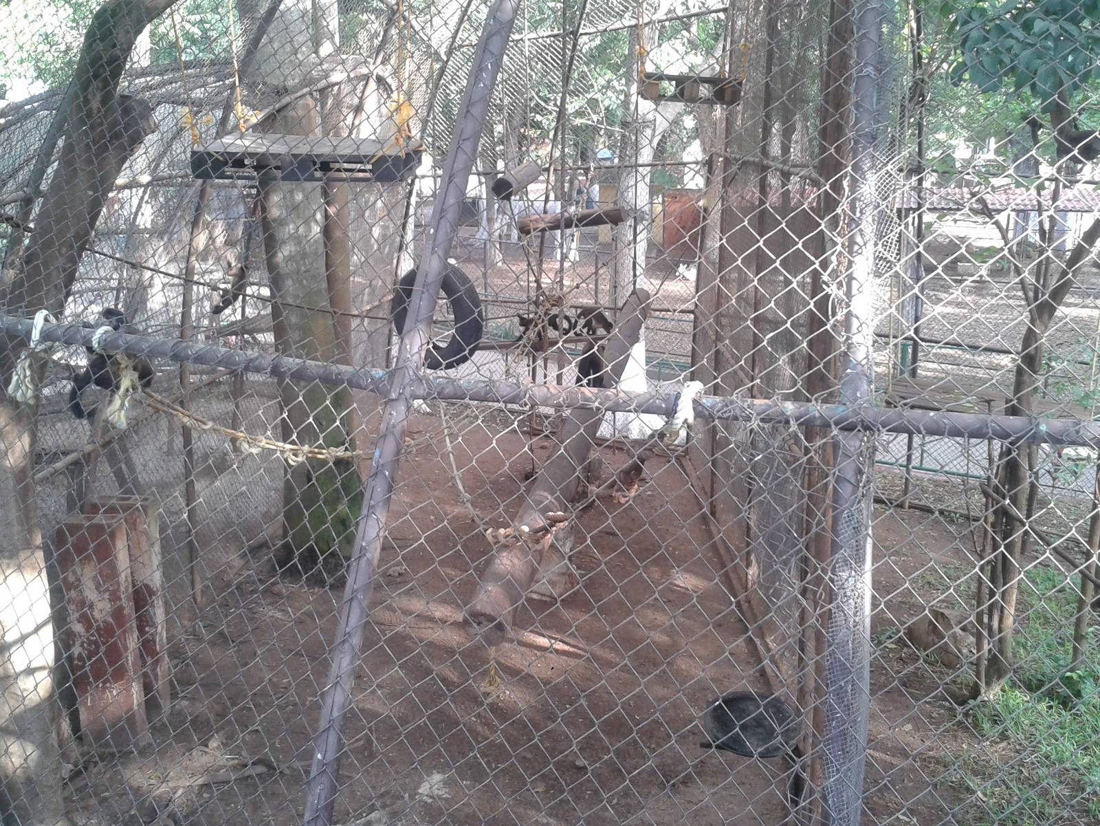 Capucine monkey cage