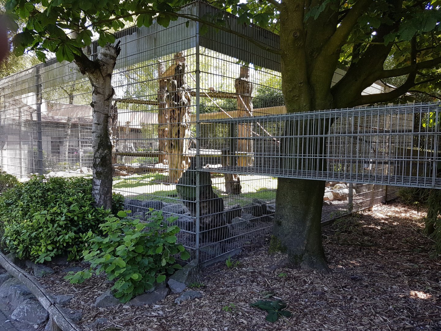 Capucine monkey - Coati-enclosure