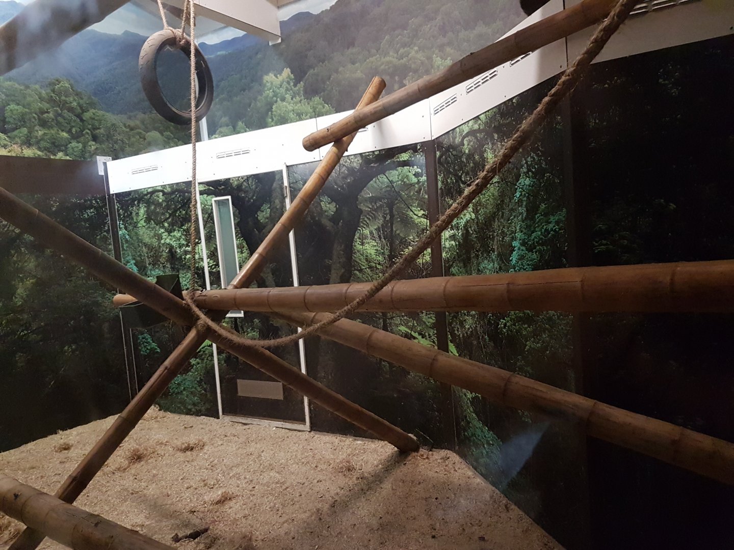 Capucine-monkey indoor-enclosure