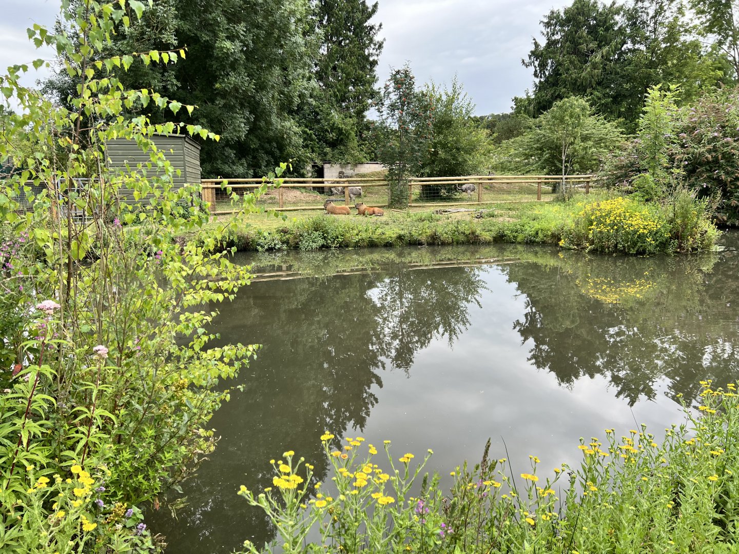 Capy enclosure looking nice with the wildflowers