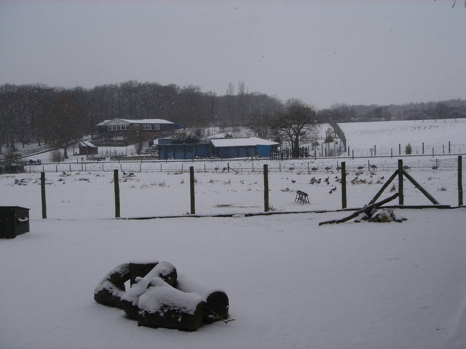 Capy Enclosure , Rheas and Penguin World beyond.