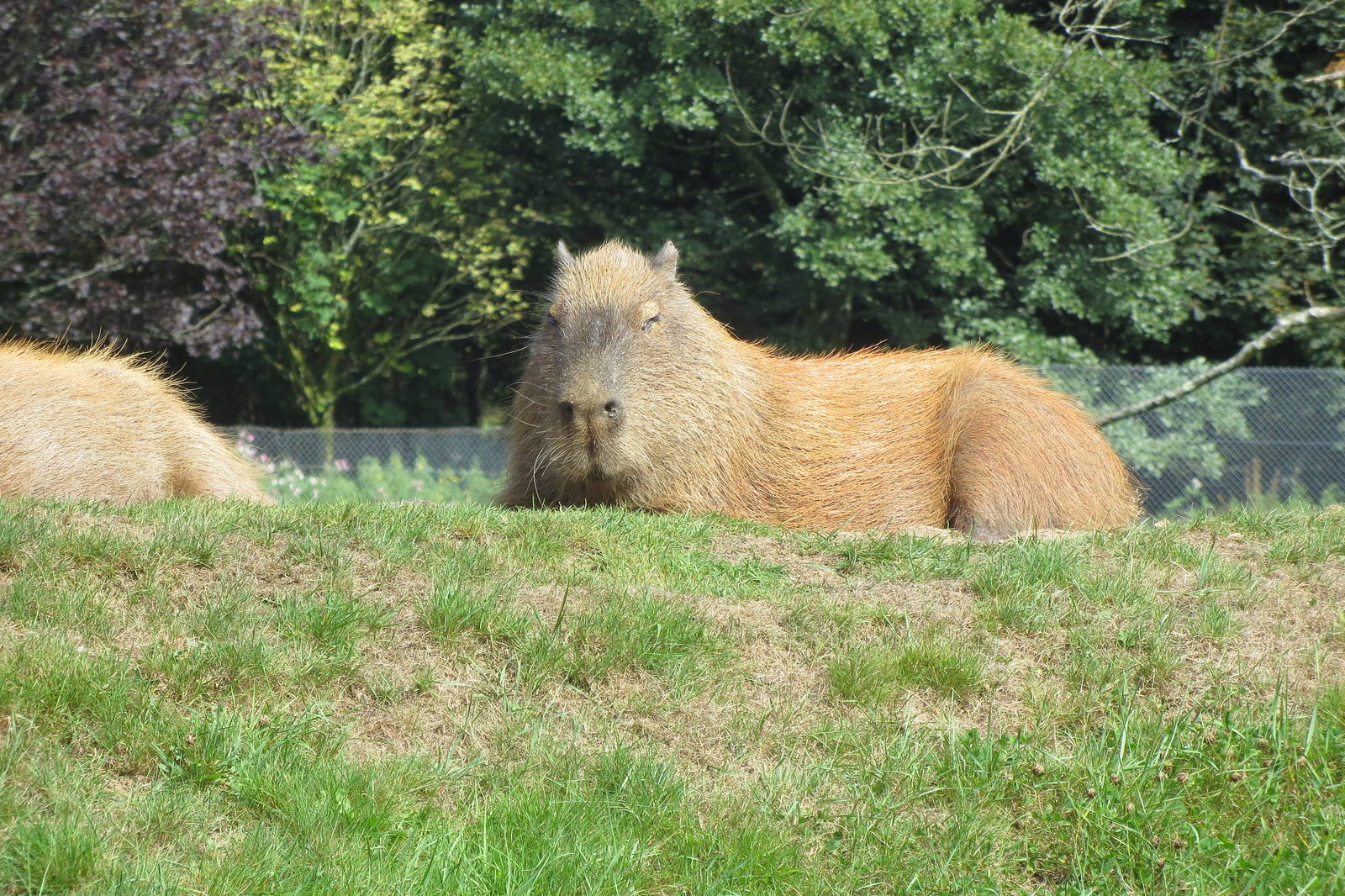 capybara 010913