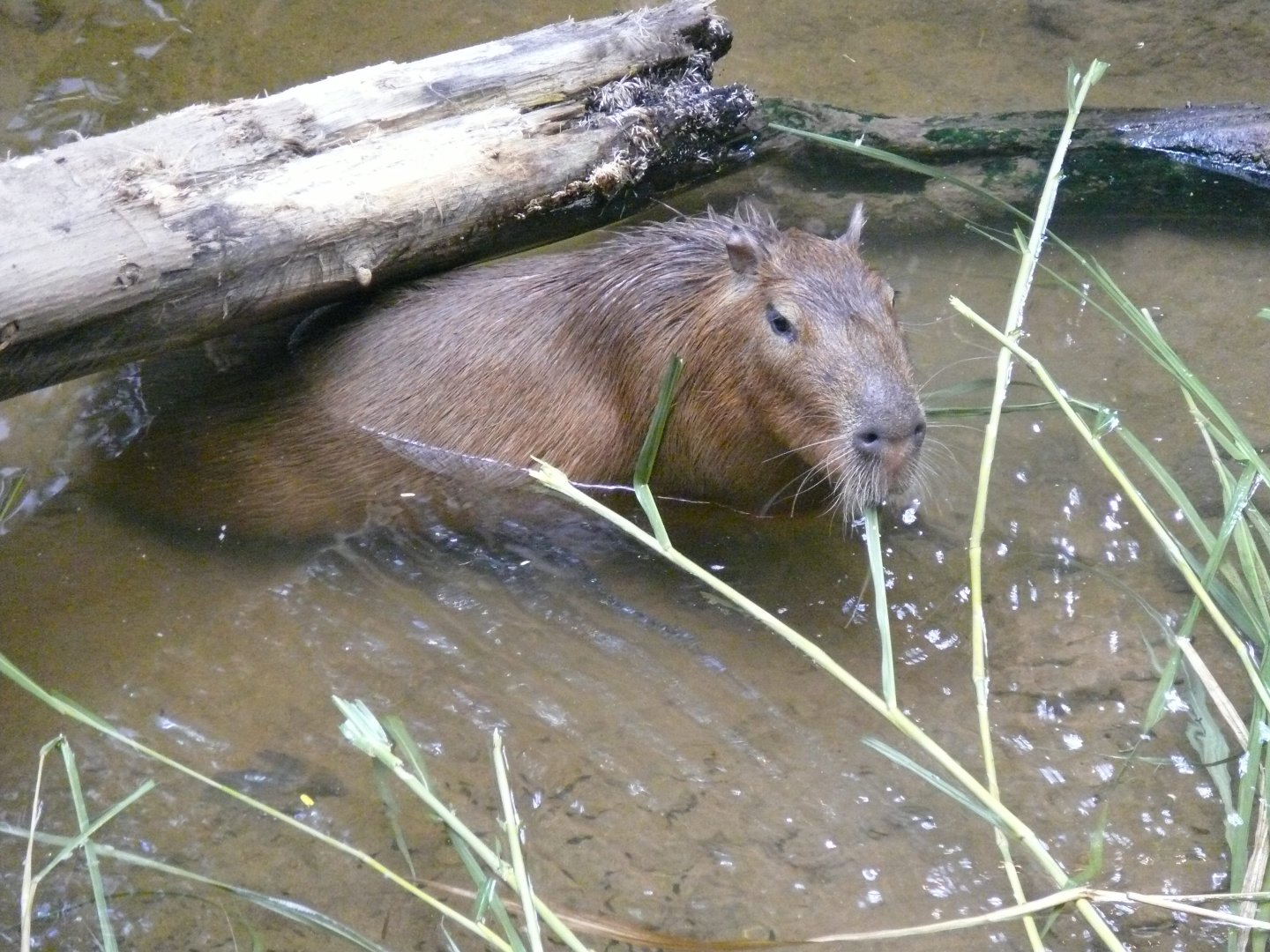 Capybara - 03-09-2020