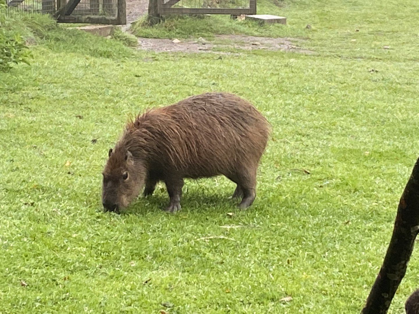 Capybara 050820