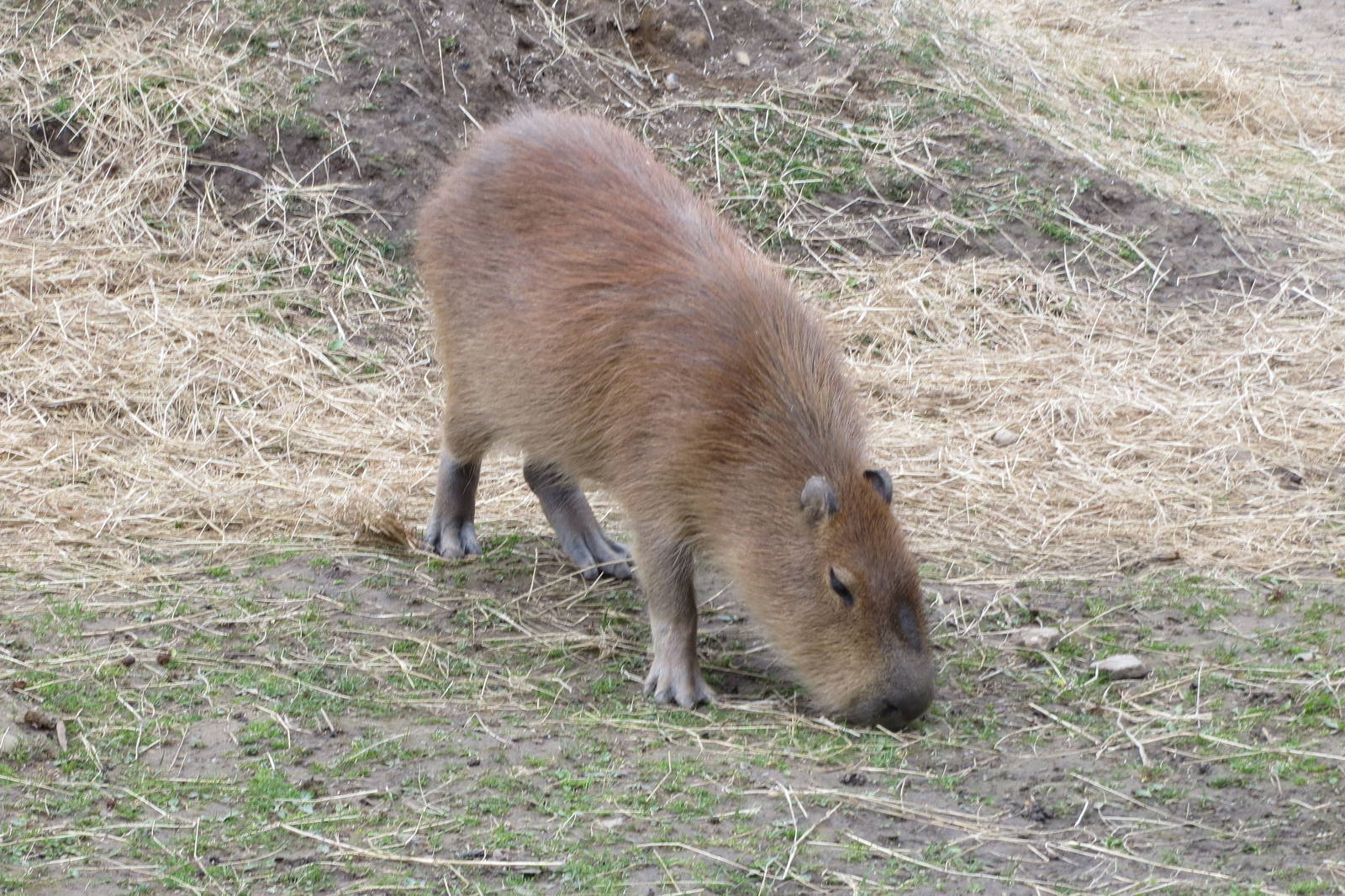 Capybara 070515