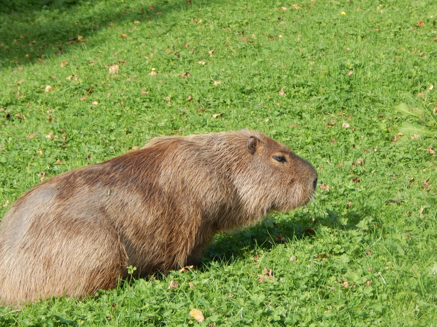 Capybara 071020