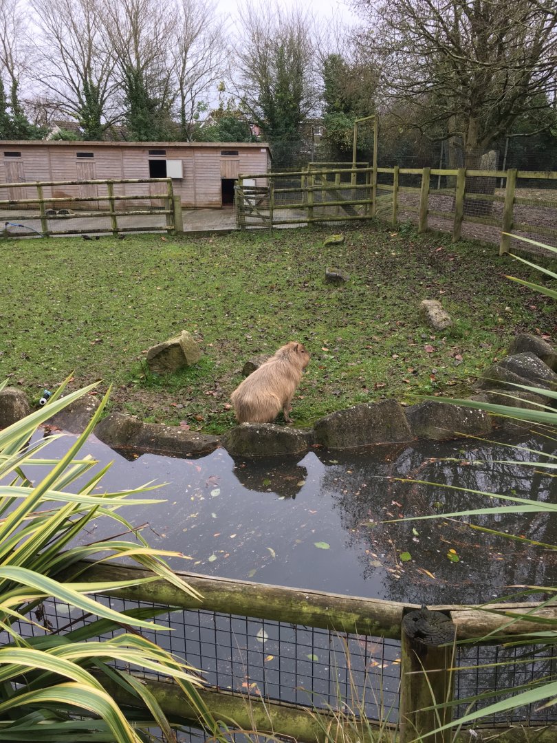 Capybara 081216