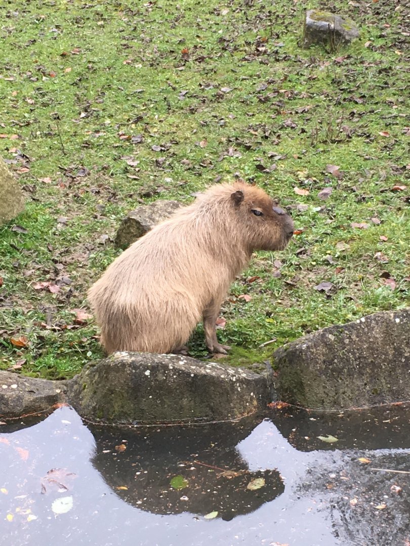 Capybara 081216