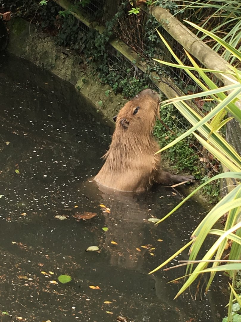 Capybara 081216