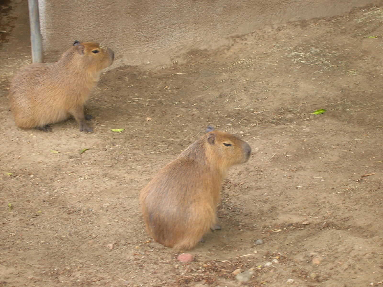 Capybara 1-23-09