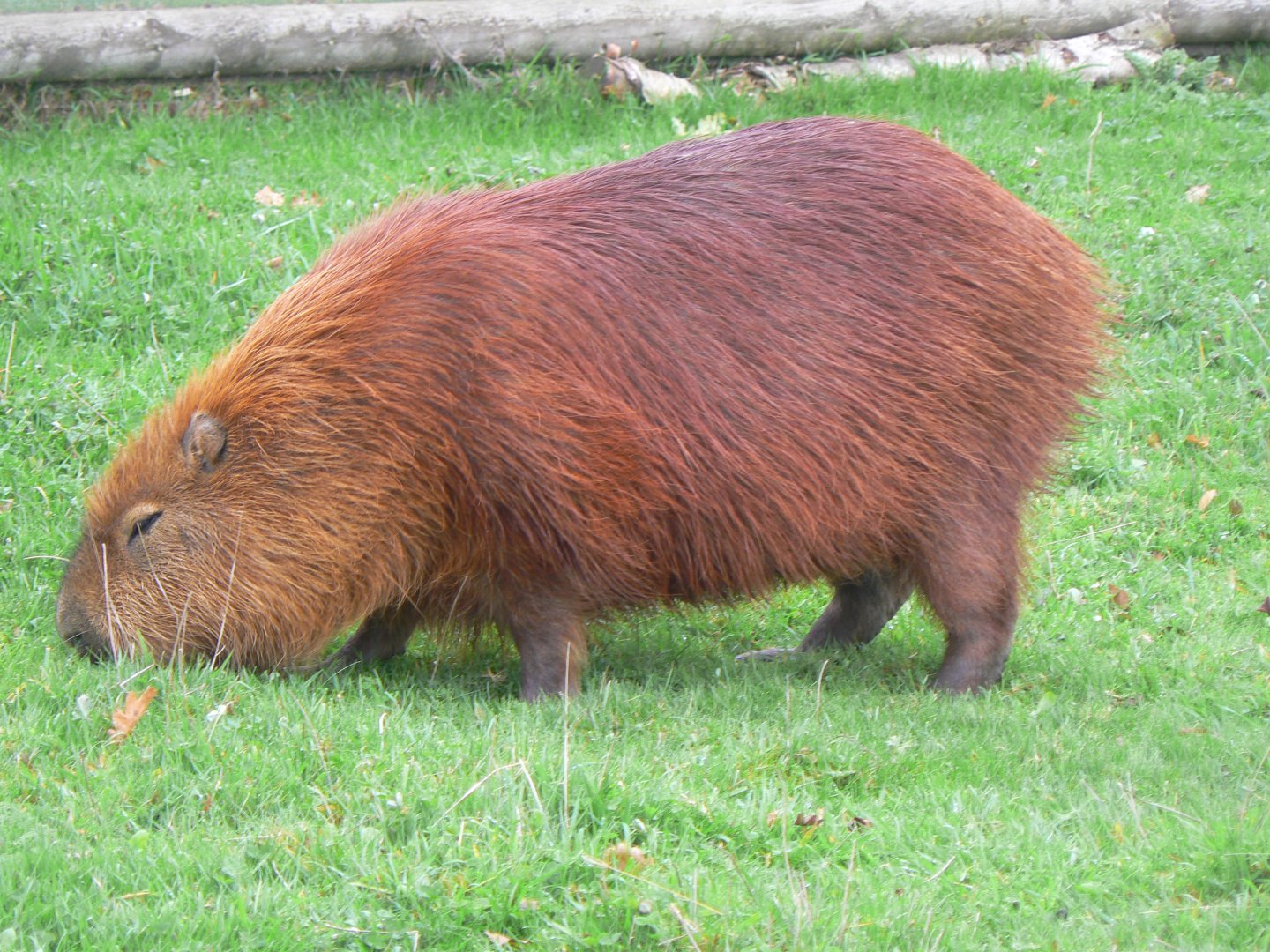 Capybara - 1 November 2018