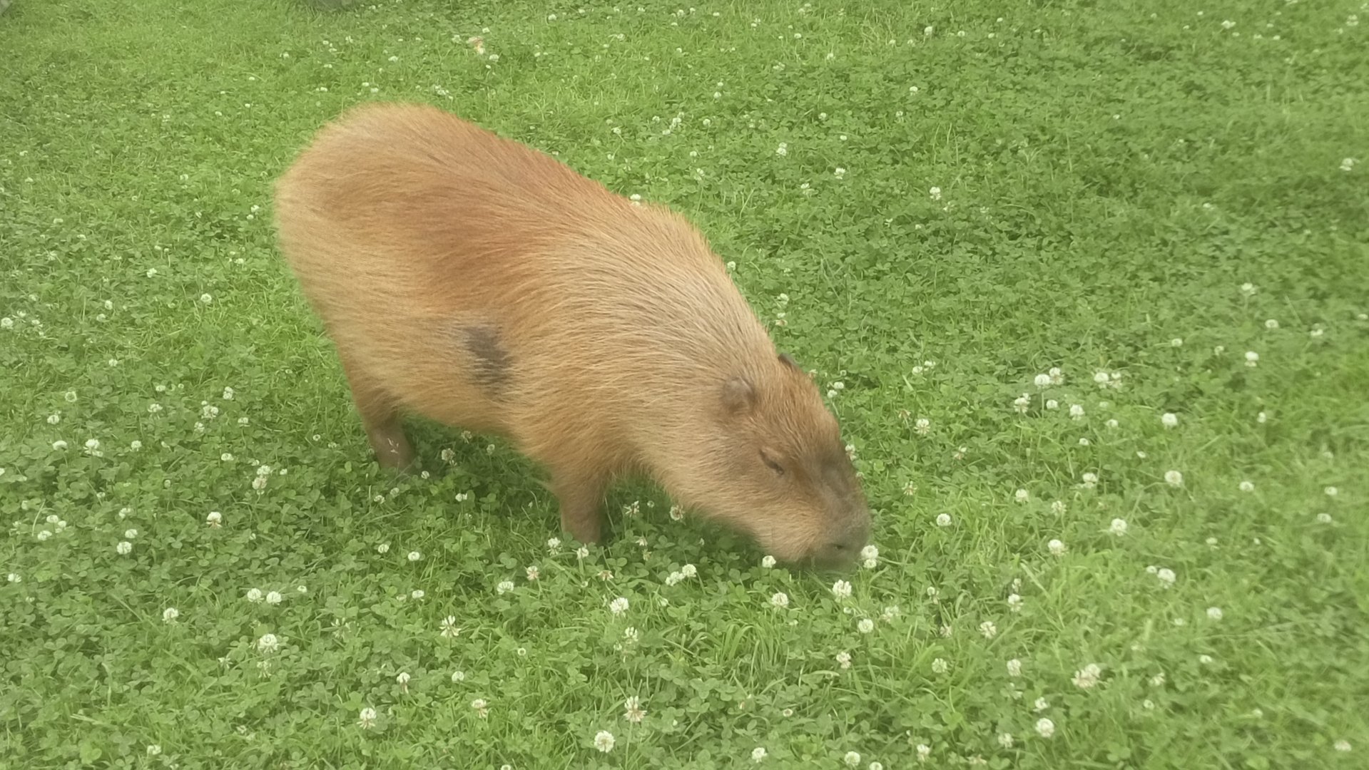 Capybara 10/7/21