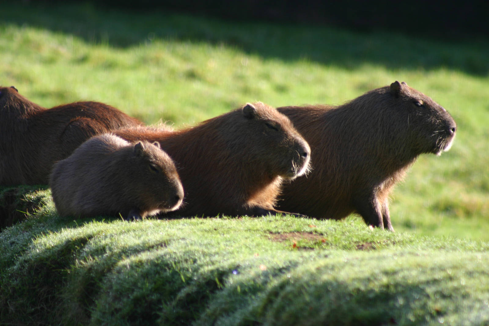 Capybara - 11 October 2010