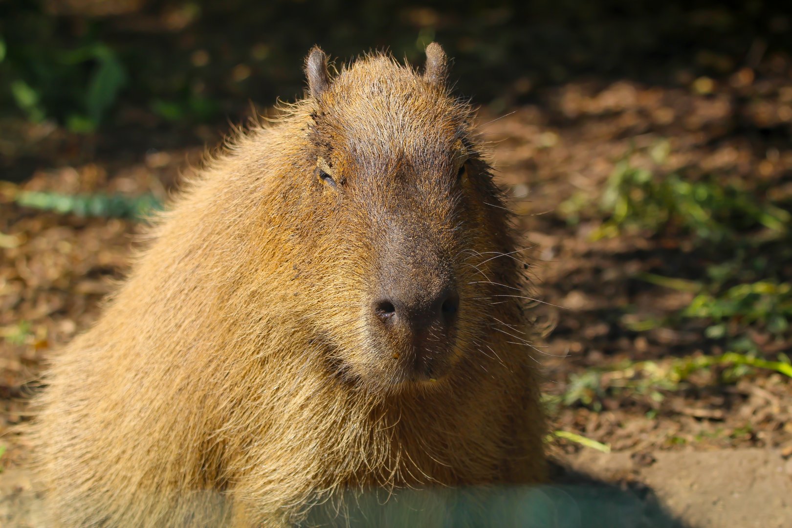 Capybara- 11th July 2025