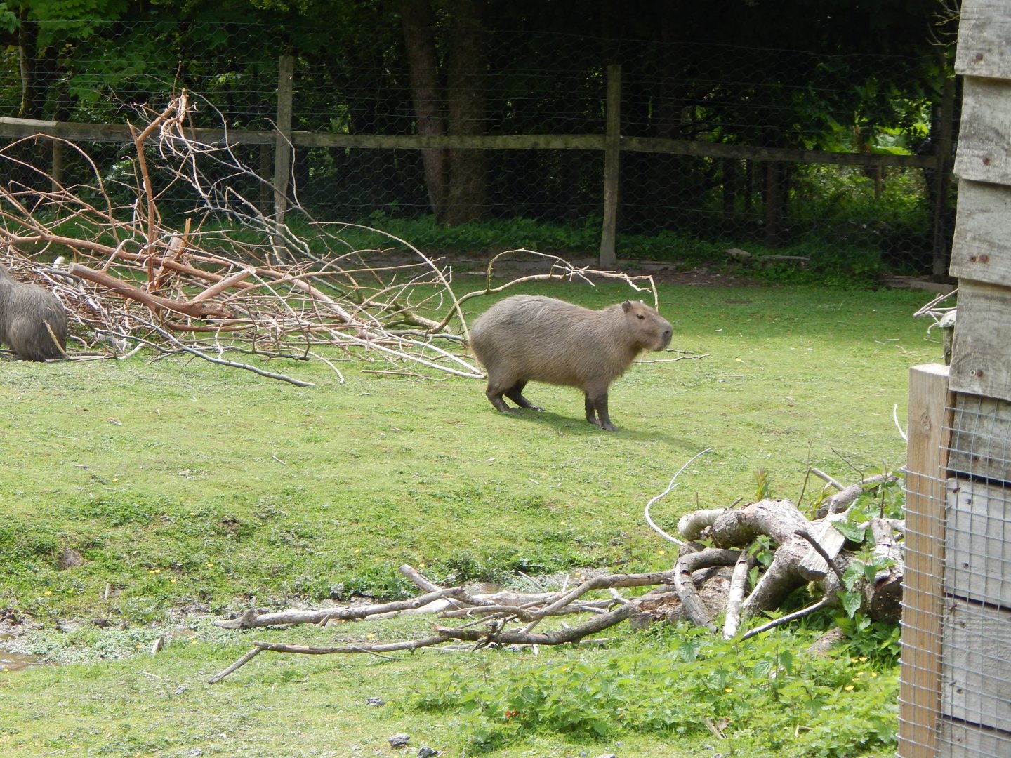 Capybara 150522