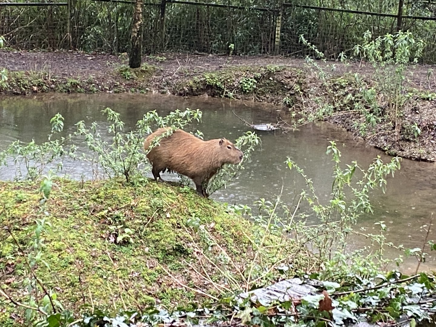 Capybara 170224