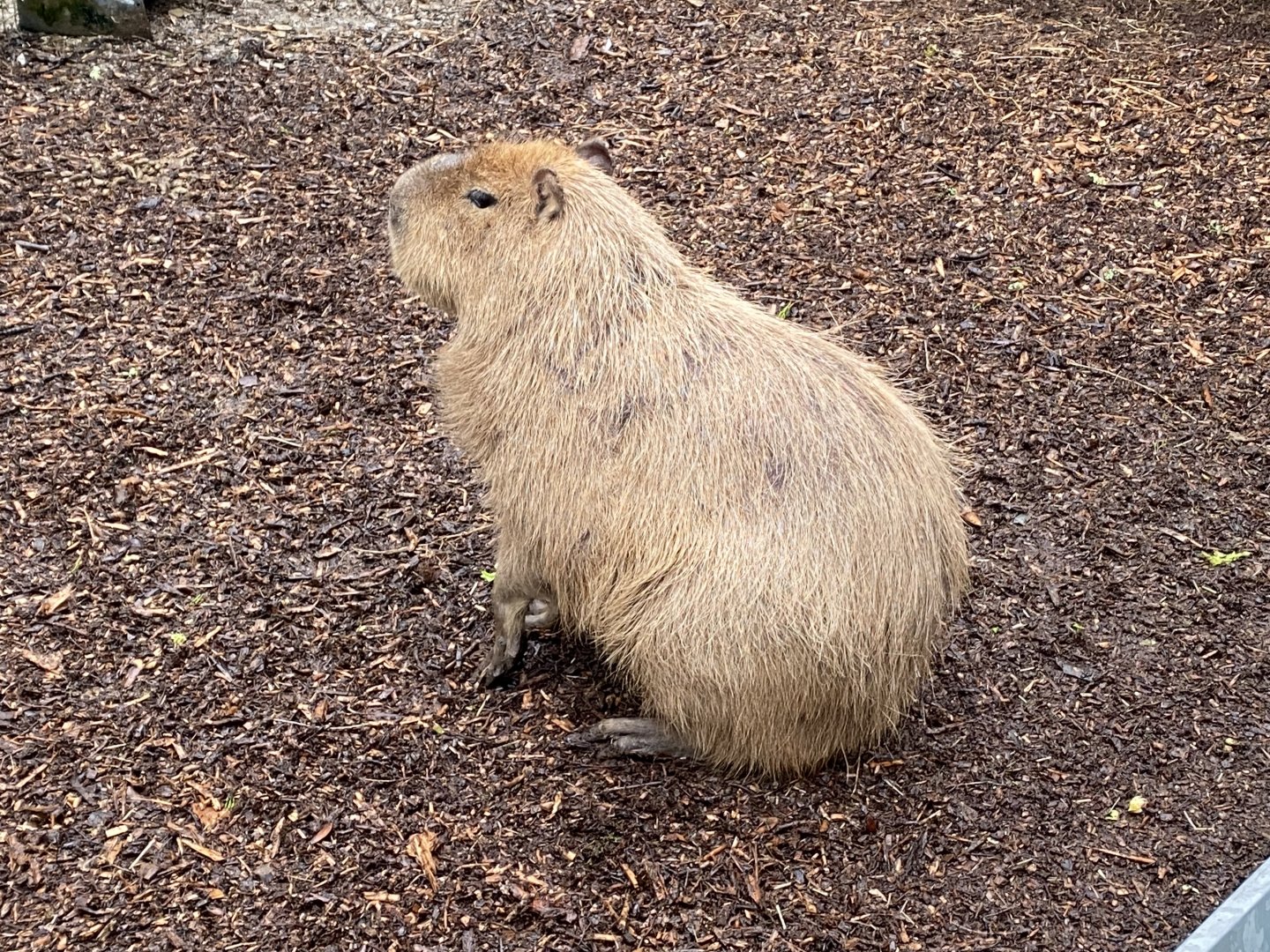 Capybara 170224