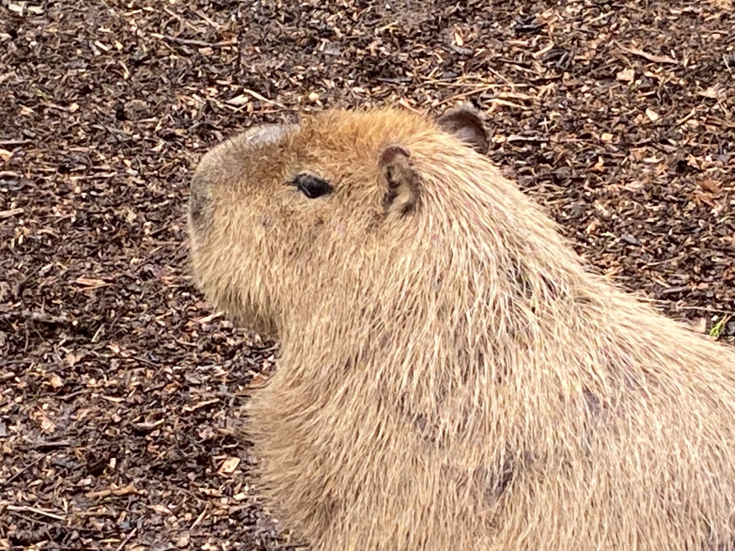Capybara 170224