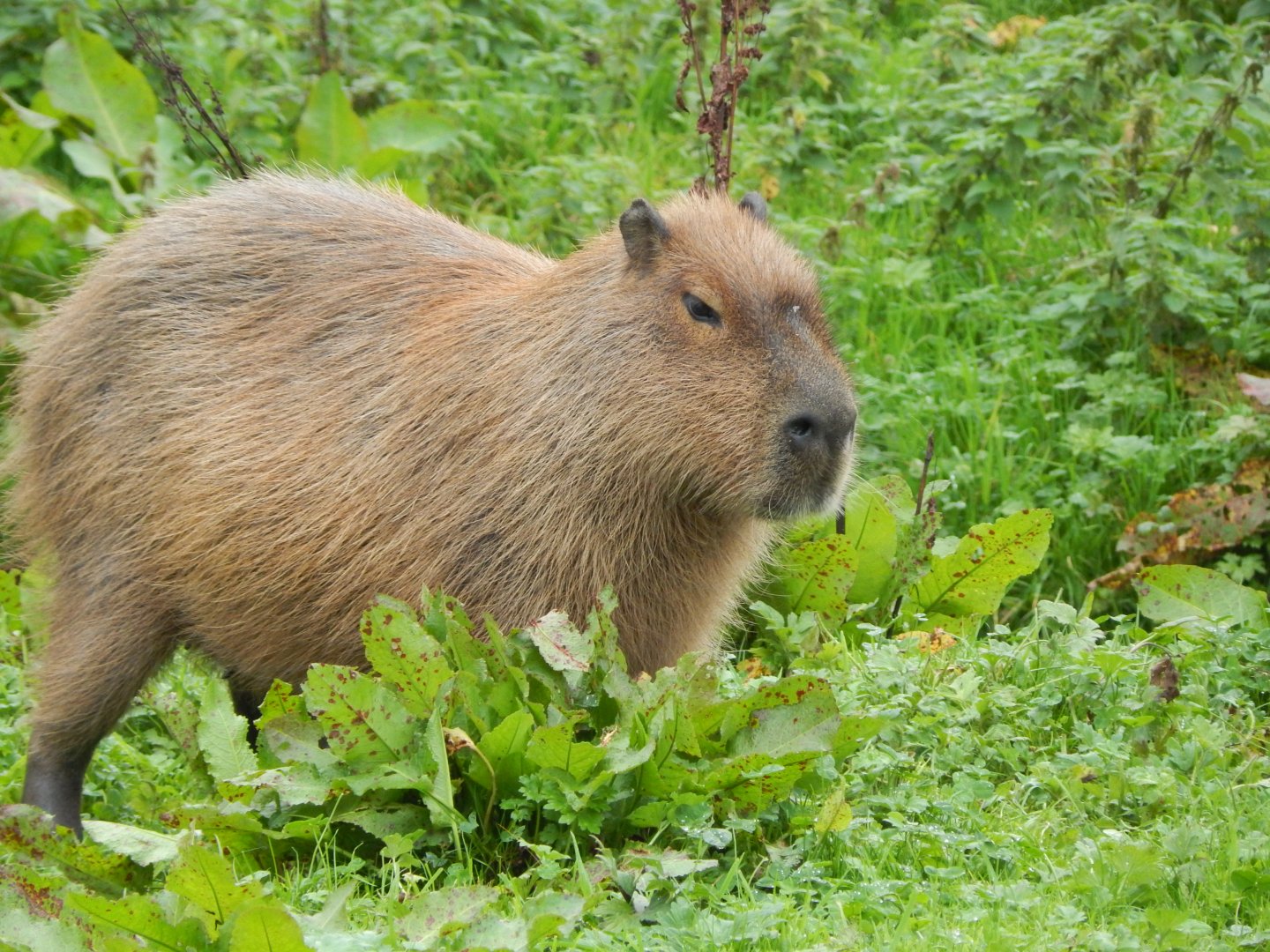 Capybara 181021