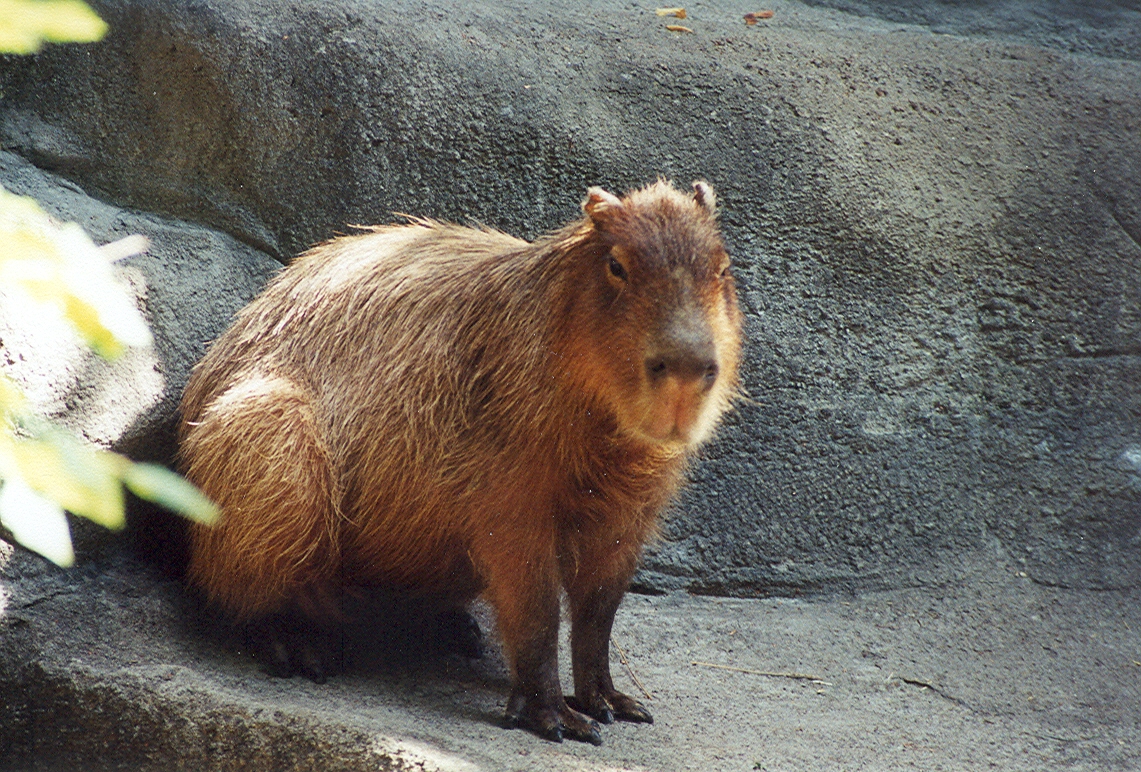 Capybara - 1999