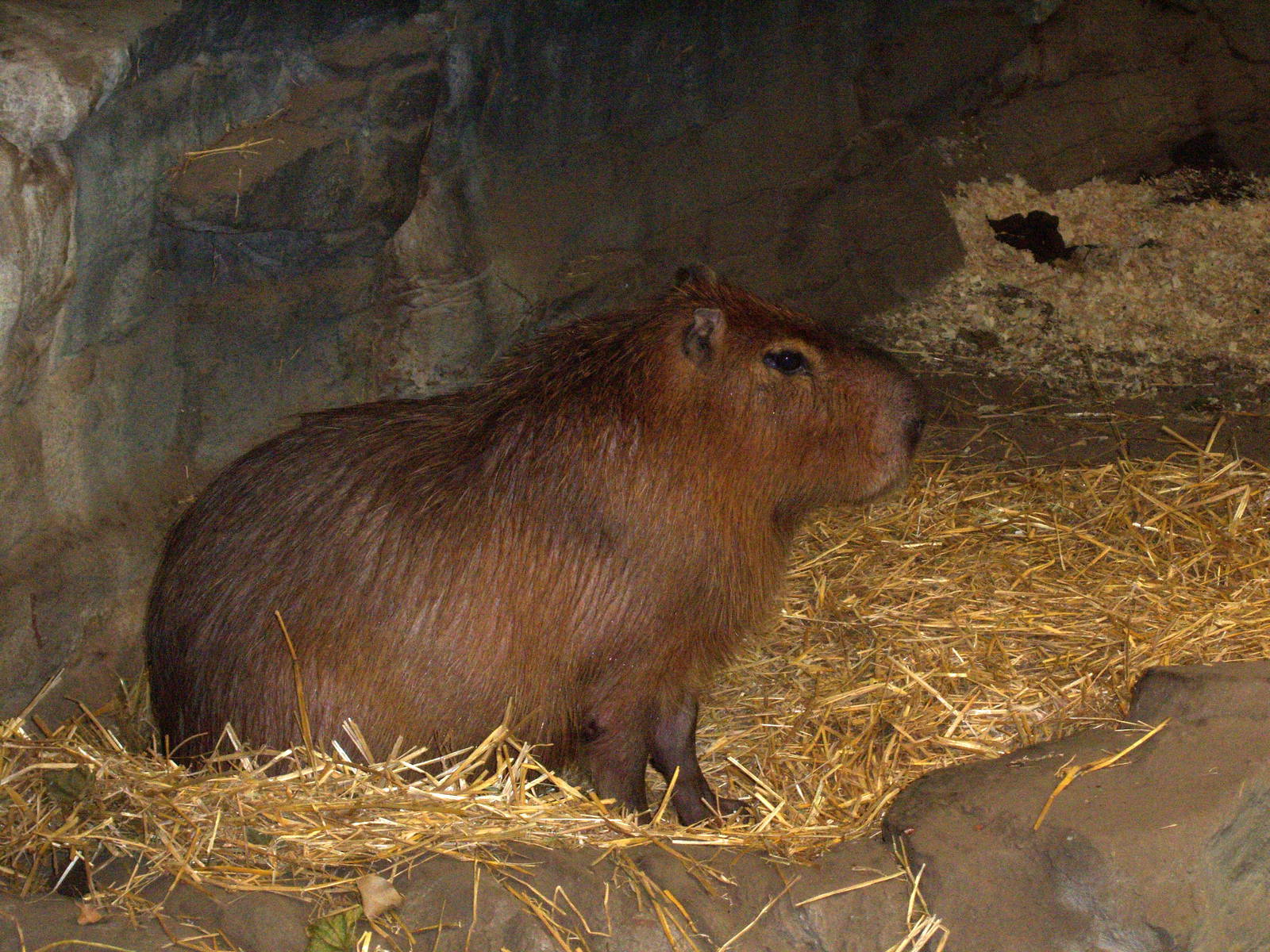 Capybara - 2009