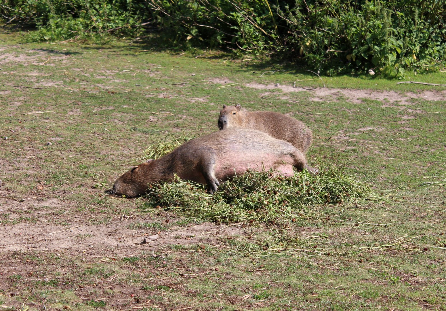 Capybara (2013)
