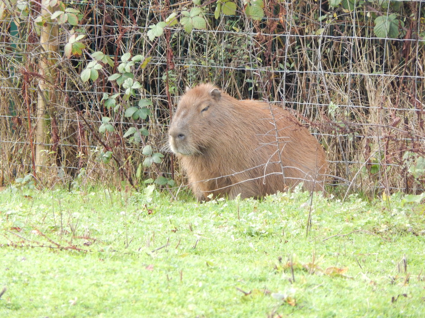 Capybara 231022