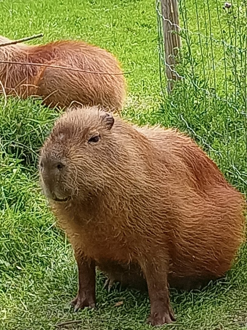 Capybara 25/7/23