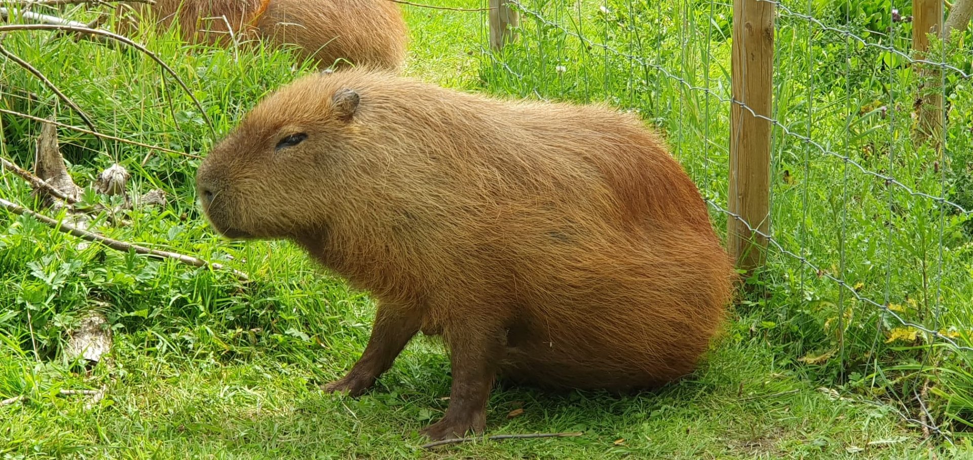 Capybara 25/7/23
