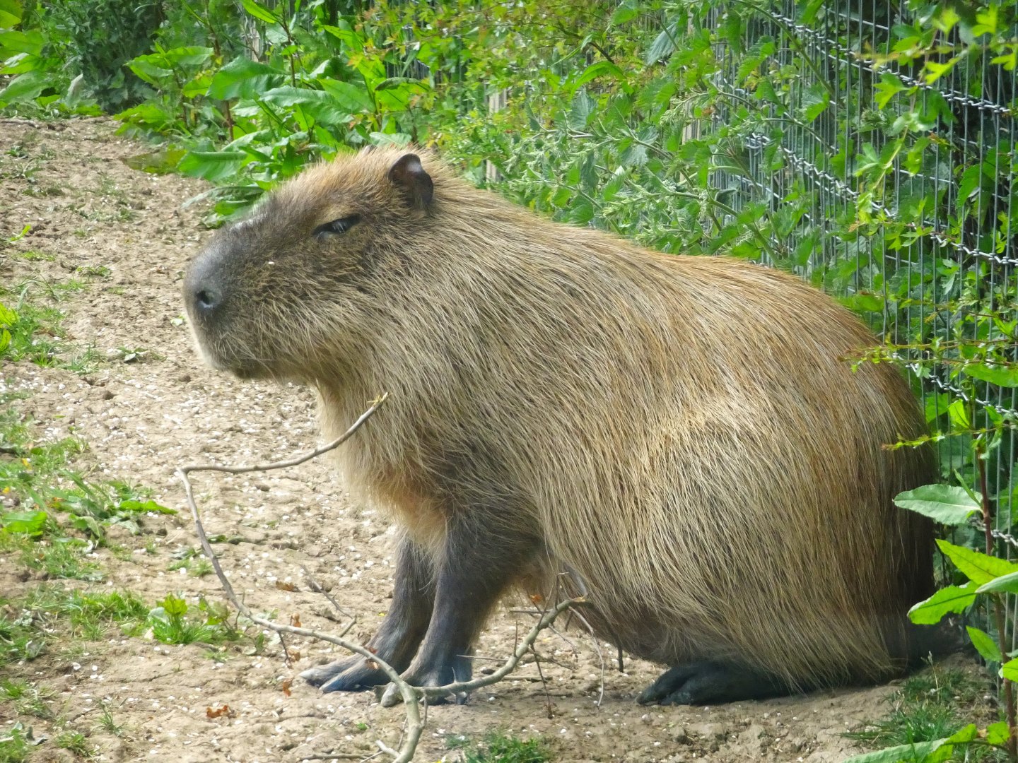 Capybara    25 May 2025