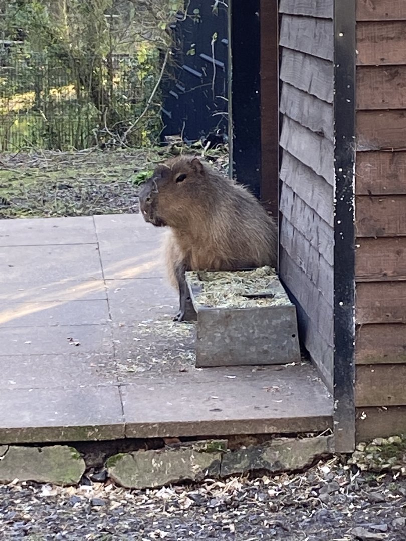Capybara 260124