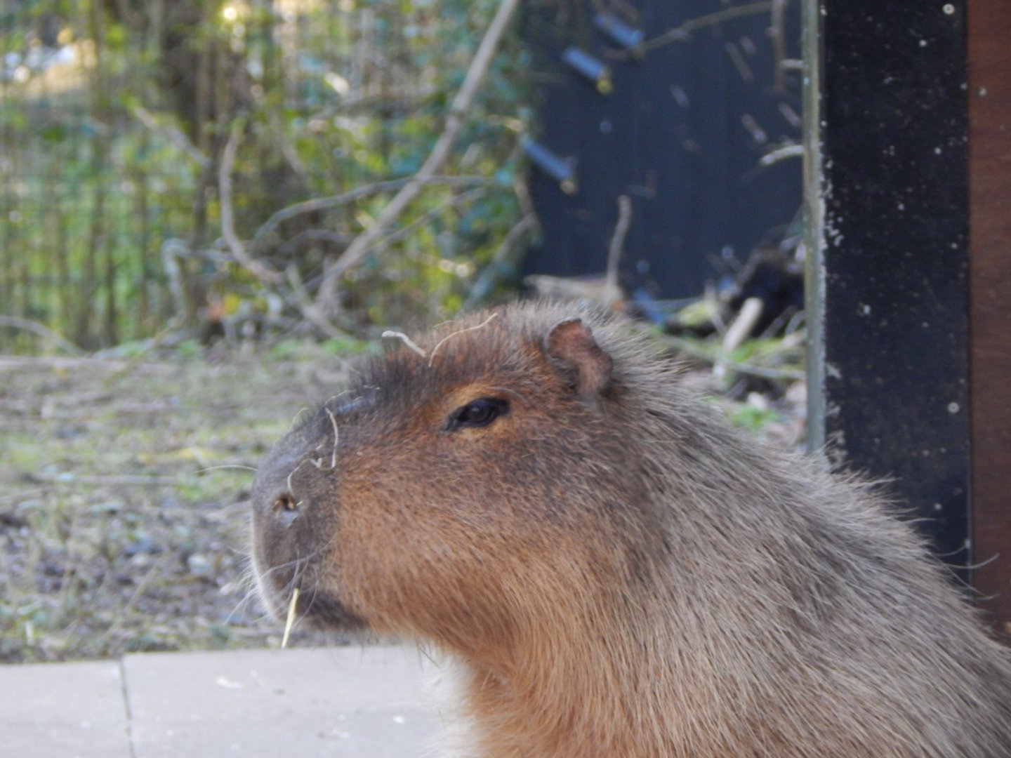 Capybara 260124