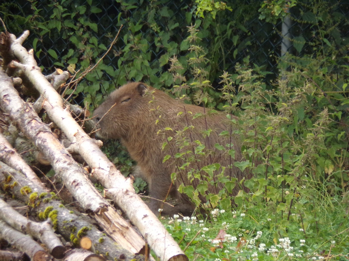 Capybara 29.6.24