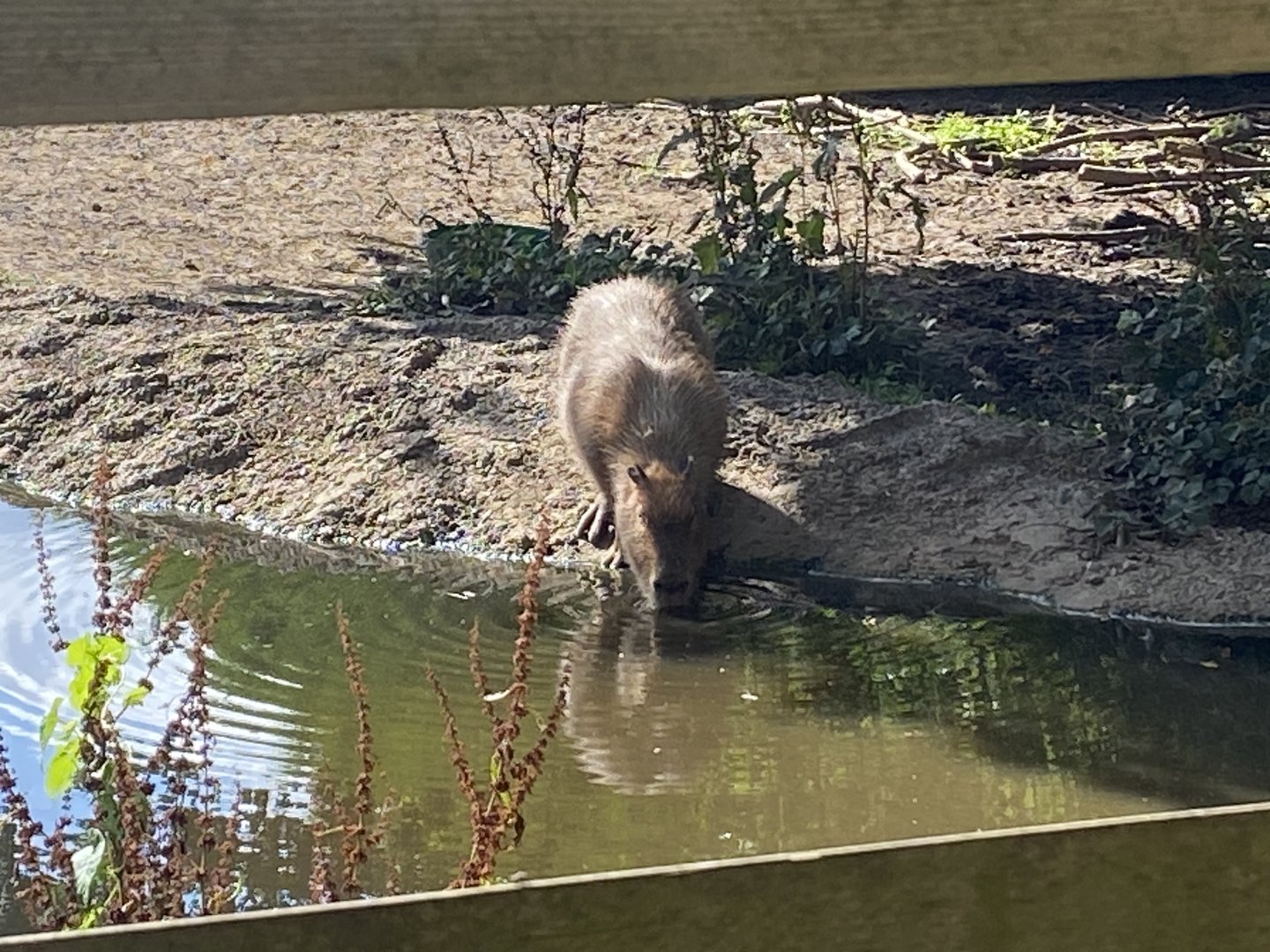 Capybara 290723