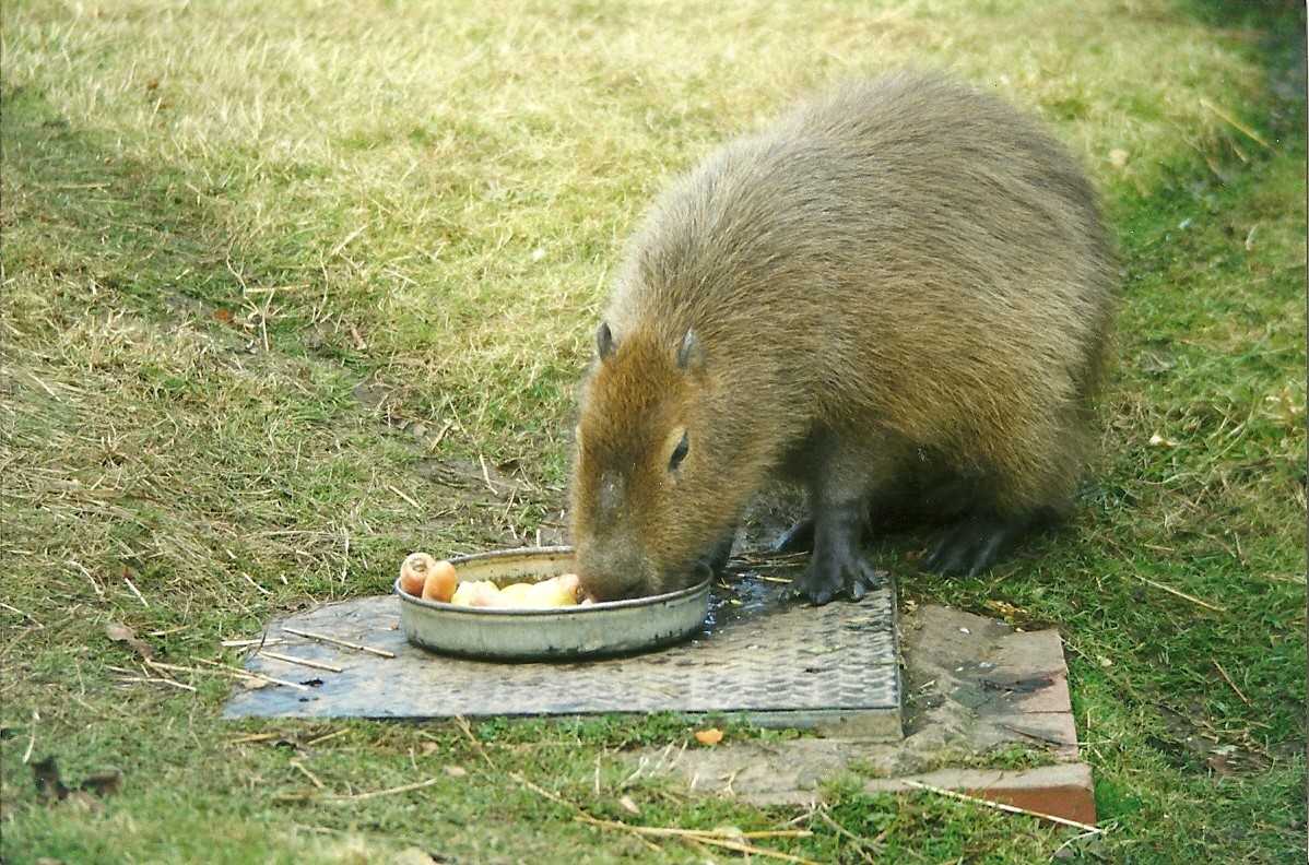 Capybara 30th October 1997