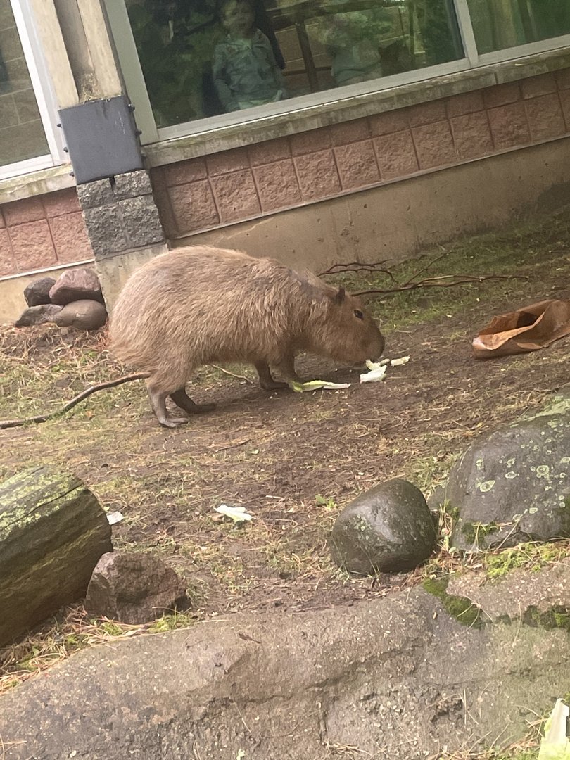 Capybara (6/11/23)