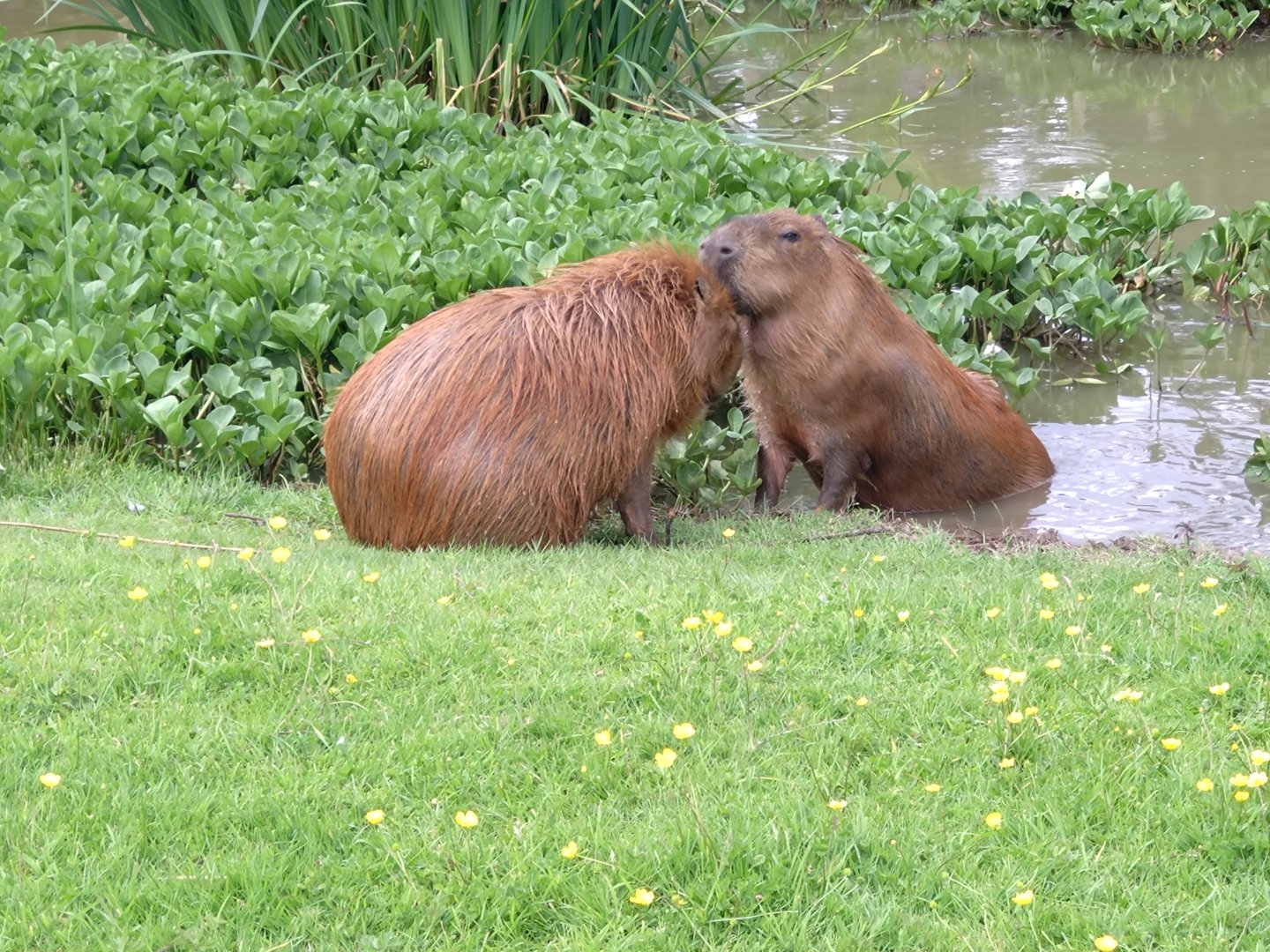 Capybara 6/6/24