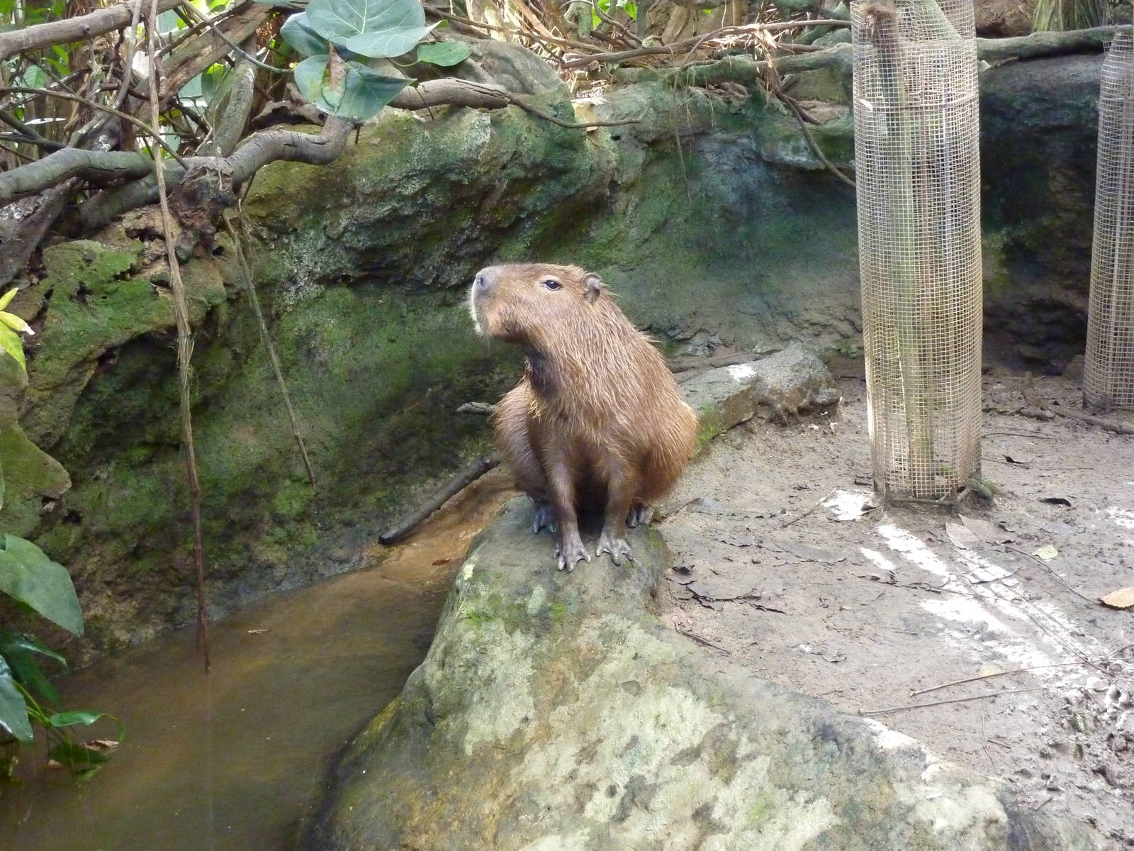 Capybara, 7th April 2012.