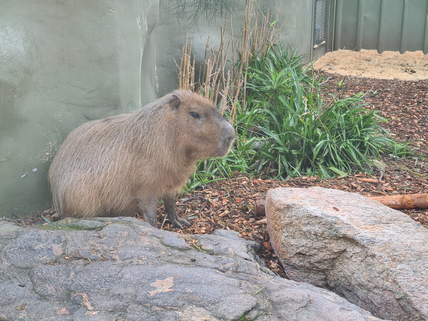 Capybara Adelaide Zoo