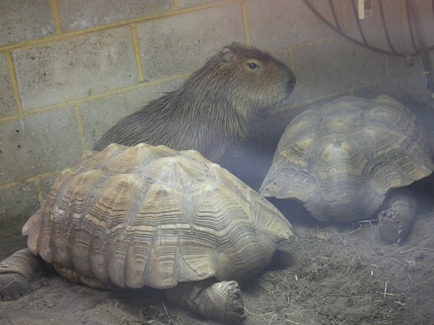 Capybara and African spurred tortoise