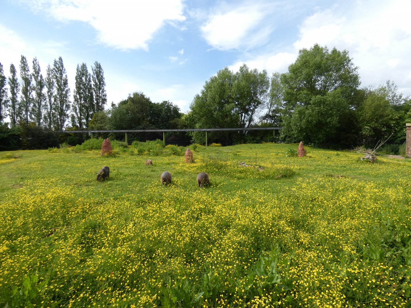Capybara and Anteater enclosure