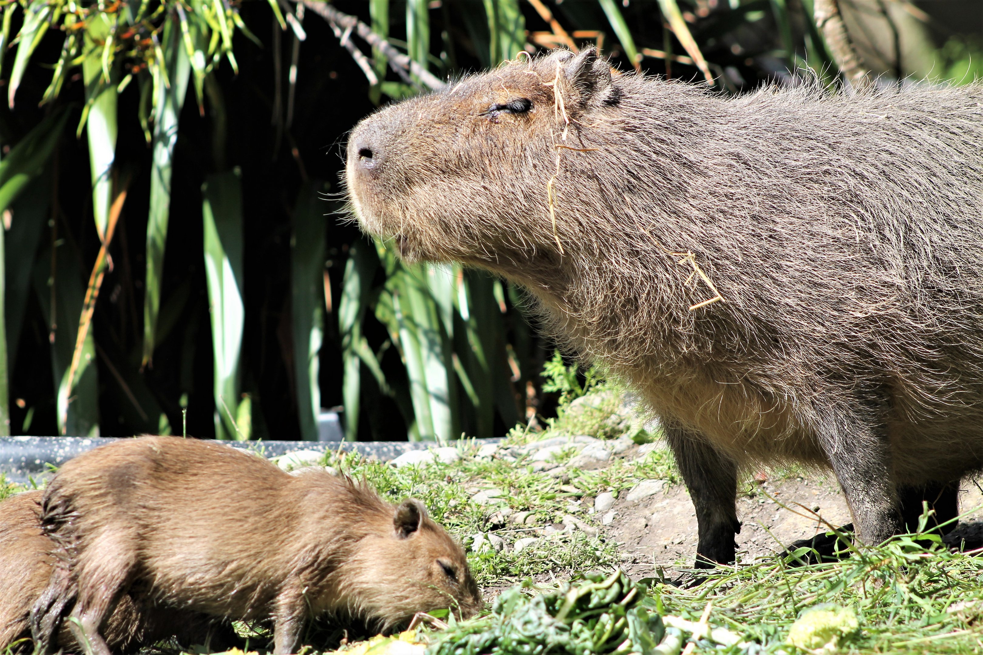 Capybara and babies