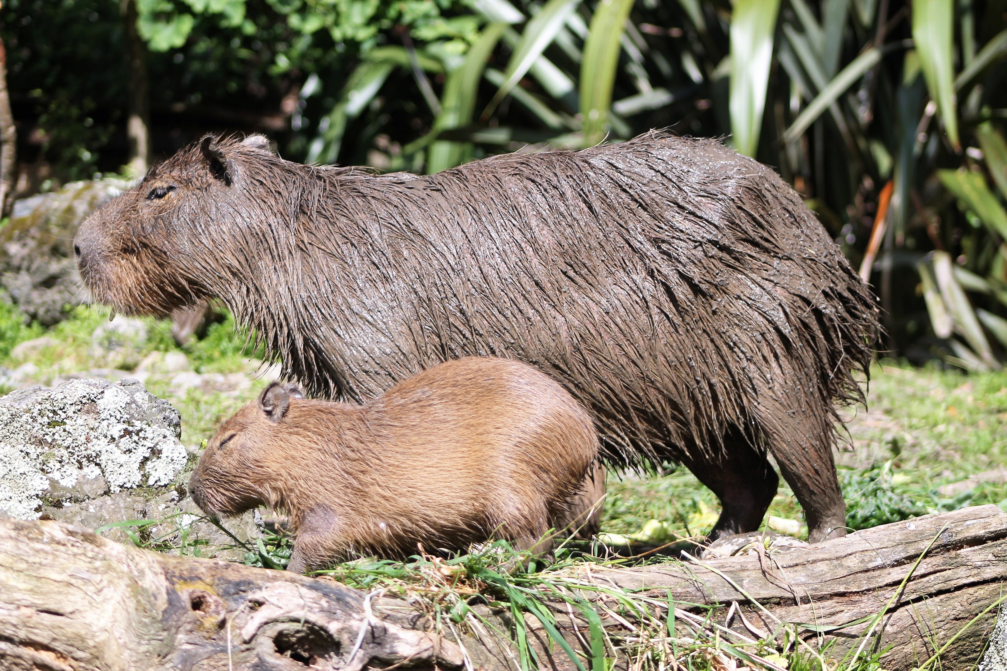 Capybara and baby