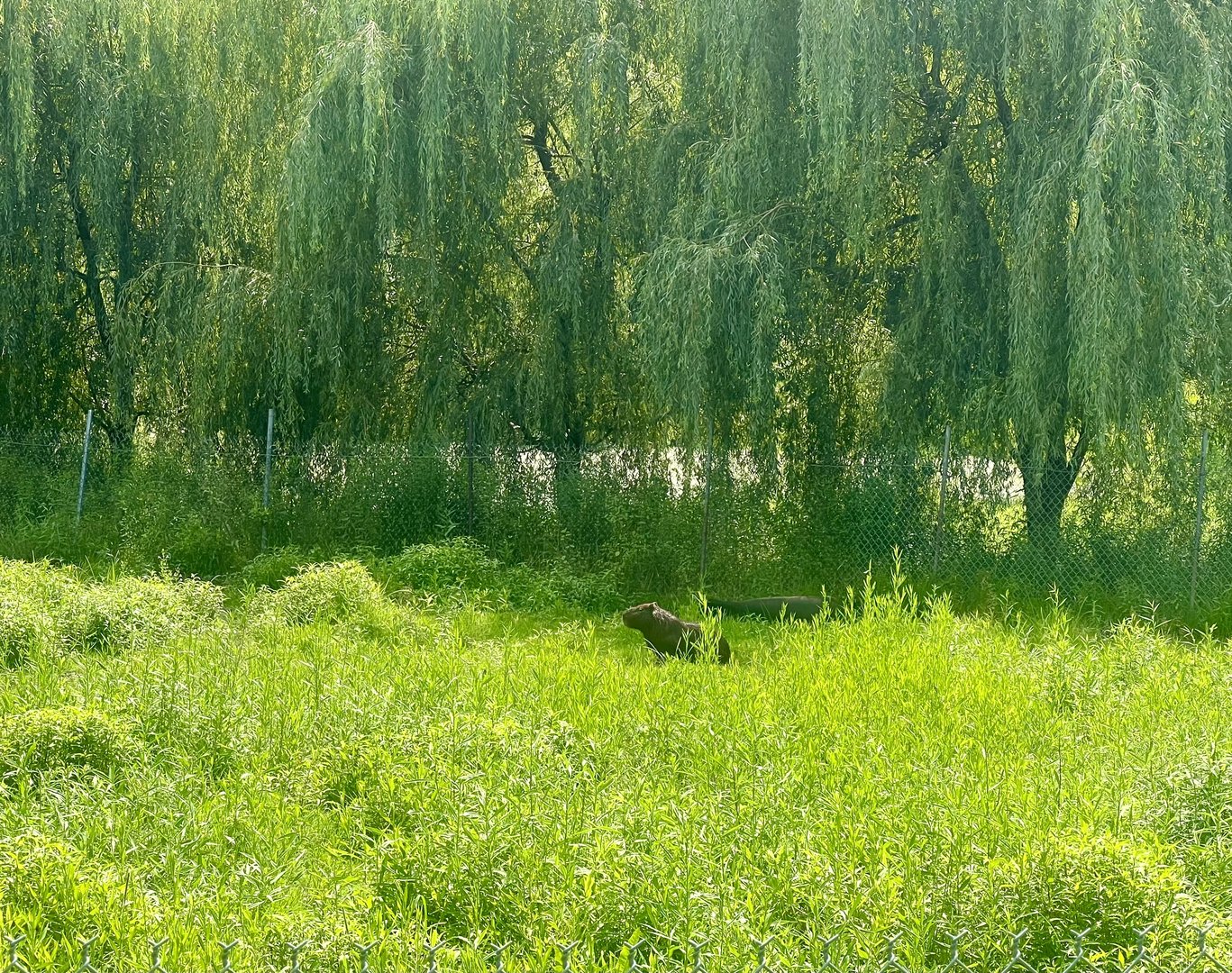 Capybara and Baird’s Tapir