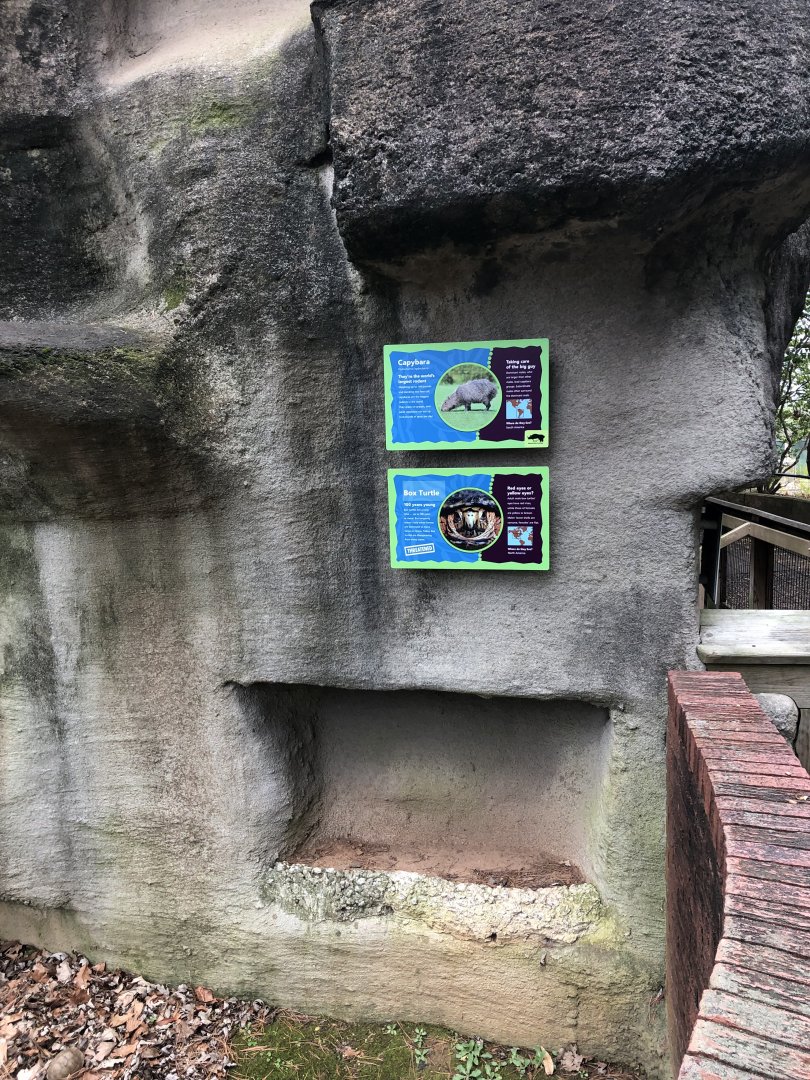 Capybara and Box Turtle Mix