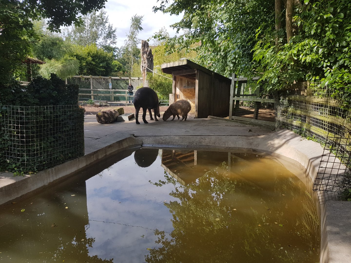 Capybara and Brazilian Tapir - Bristol Zoo, July 2016