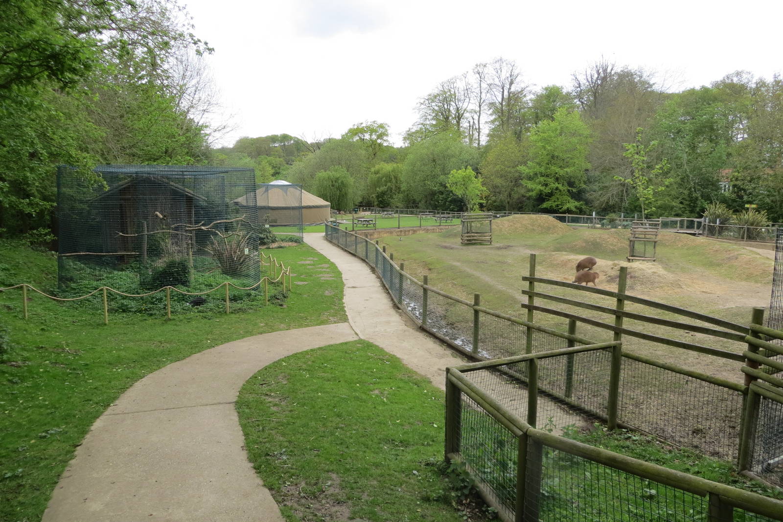 Capybara and Brazilian Tapir Enclosure 070515