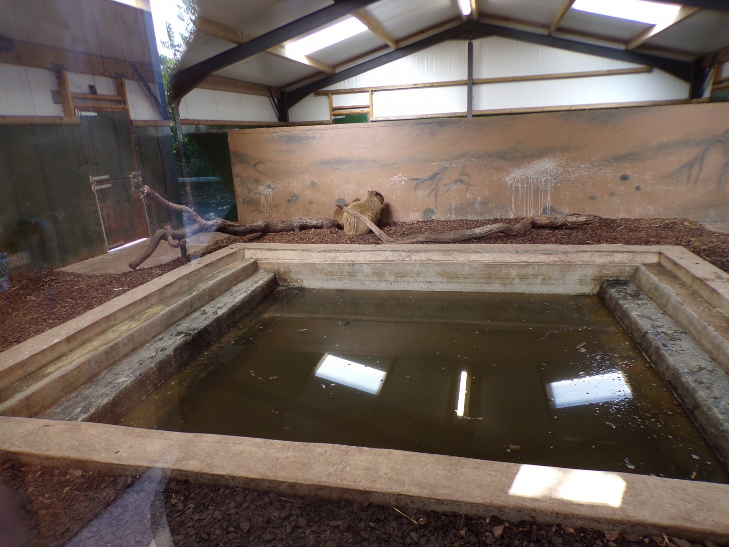 Capybara and Brazilian tapir indoors 14.10.23