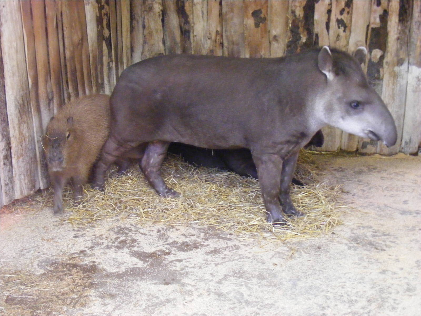 Capybara and Brazilian tapirs at Blackpool Zoo, 29 December 2009