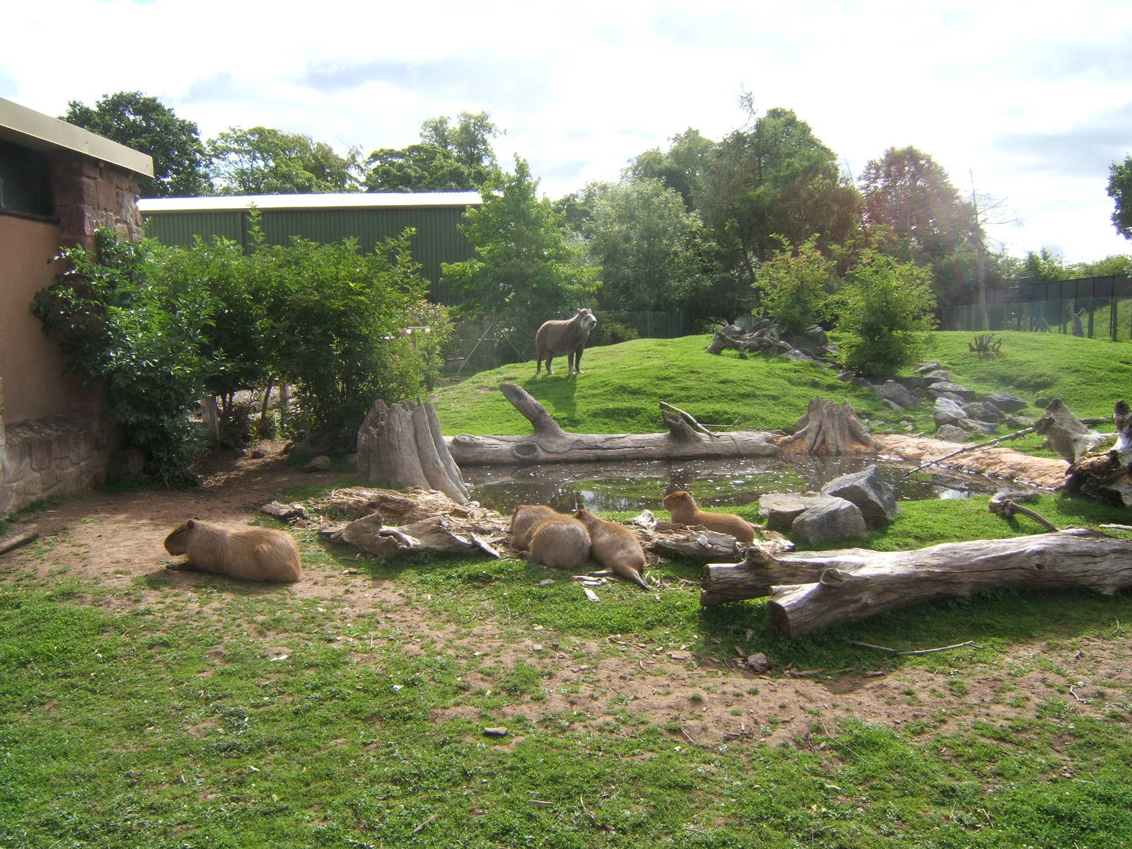 Capybara and Brazililan Tapir